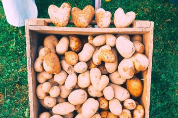 Soziale Initiativen  / Projekt gegen Lebensmittelverschwendung: „Unperfekt ist nicht unschön“ 