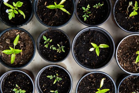 Mediterrane Pflanzen wie Tomaten sind kälteempfindlich und dürfen ihre warme Vorzuchtstation verlassen und ins Freie wechseln, wenn sie kräftig genug gewachsen sind