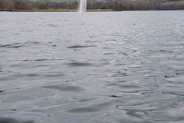 Echternacher See / Tote Silberkarpfen geben Rätsel auf