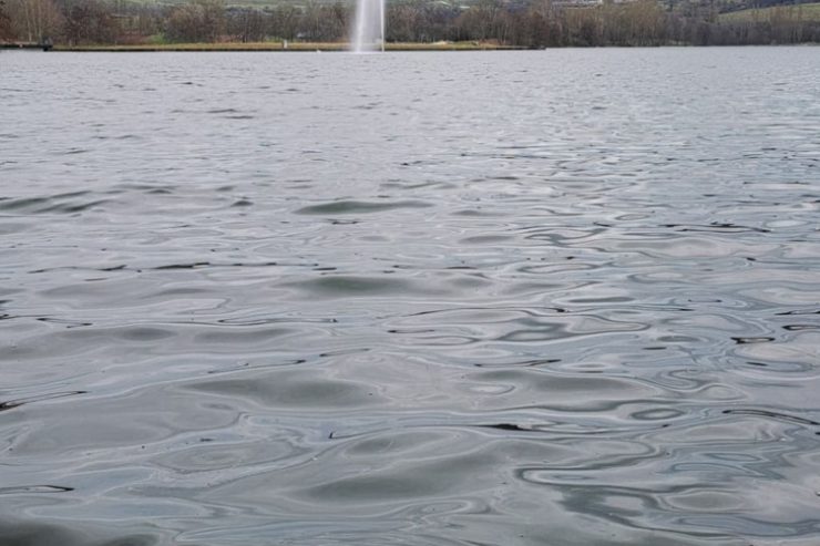 Echternacher See / Tote Silberkarpfen geben Rätsel auf