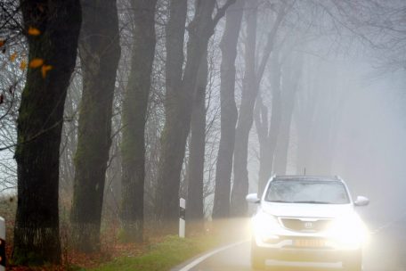 AVR & „Sécurité routière“ / Bäume am Straßenrand: Haben Transport- und Umweltminister ihr Wort gebrochen?
