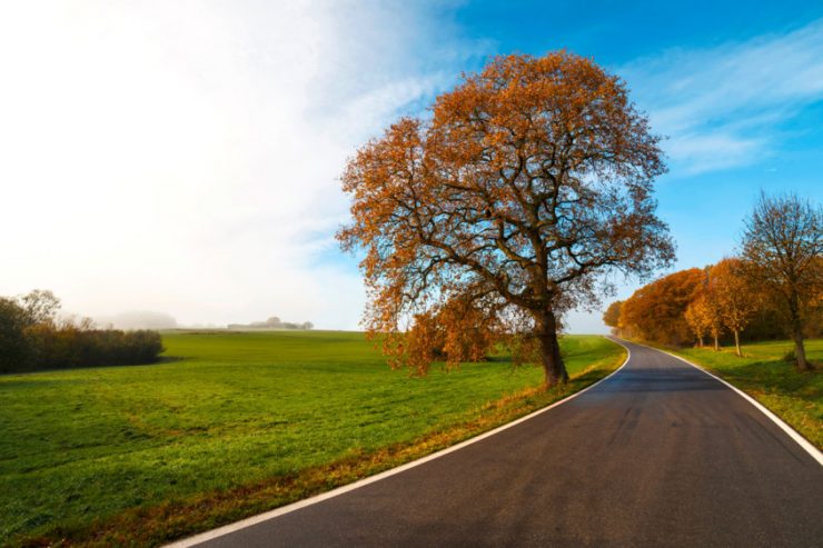 Baumalleen / Transportminister reagiert auf Kontroverse: „Insekten sind uns nicht wichtiger als Menschenleben“