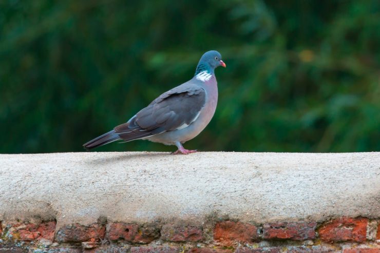 Luxemburg / Zugriff im Vorgarten: Polizei untersucht Einbrüche – und zieht betrunkenen Raser aus dem Verkehr