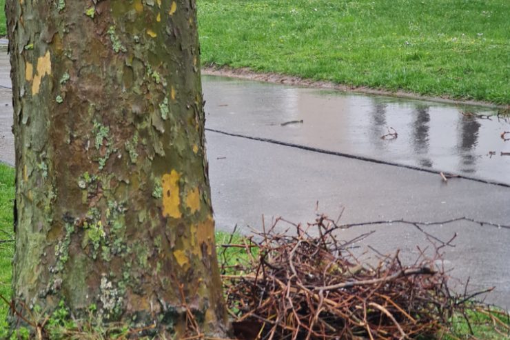 Trauriger Fund / Krähennester stürzen in Merl zu Boden – mitsamt Eiern und Küken