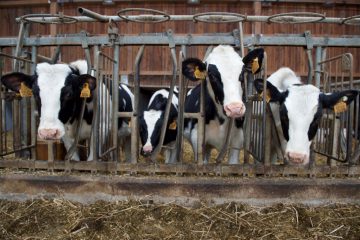 Lebensmittelsicherheit / Futter- und Düngemittel werden teurer: Preise in Luxemburg werden steigen