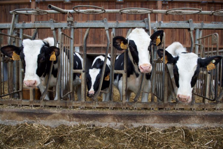 Lebensmittelsicherheit / Futter- und Düngemittel werden teurer: Preise in Luxemburg werden steigen