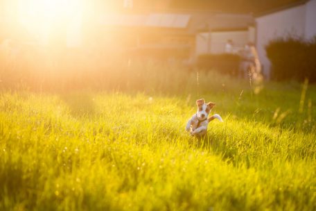 Luxemburg / Natur- und Tierschutz: Warum Hunde gerade jetzt an der Leine geführt werden sollten