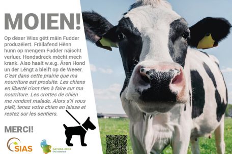 Hundekot kann Kühe krank machen und sogar Fehlgeburten bei den Tieren auslösen