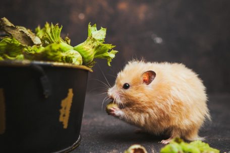 Achtung Freilauf: / Goldhamster passt auch durch Türschlitze