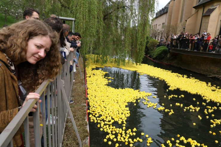 21. „Duck Race“ in Luxemburg / 16.000 Plastik-Enten schaukeln wieder für den guten Zweck (und einige Preise) die Alzette entlang