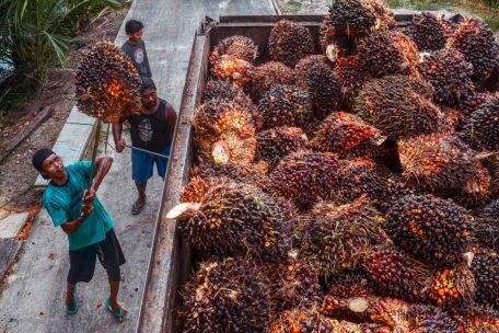 Palm&ouml;l wird in Indonesien in sehr gro&szlig;en Mengen produziert und gr&ouml;&szlig;tenteils exportiert