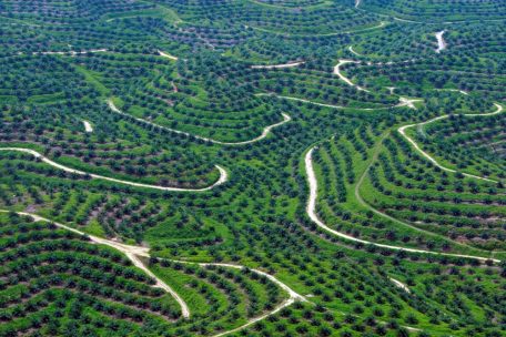  Wegen der Palm&ouml;lplantagen werden in S&uuml;dostasien W&auml;lder gerodet: Eine Luftaufnahme zeigt Palm&ouml;lplantagen in Indonesien