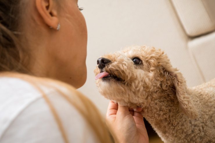 Hundesprache  / So zeigen Hunde, dass sie sich bedroht fühlen