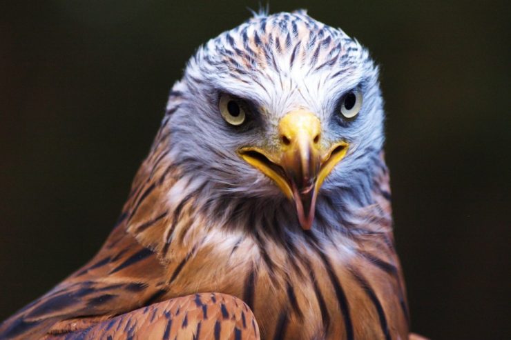 Eigensinniger Vogel / Aufregung um Thomas: Rotmilan hält Düdelingen in Atem