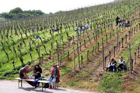 Sonne und Wein genie&szlig;en in den Rebenh&auml;ngen
