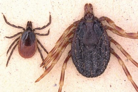 Die Zecken Gemeiner Holzbock (l, Ixodes ricinus) und Hyalomma marginatum liegen in der undatierten Aufnahme zum Größenvergleich nebeneinander. In Luxemburg wurden insgesamt drei Exemplare der Afrikanischen Riesenzecke (r.) gefunden.