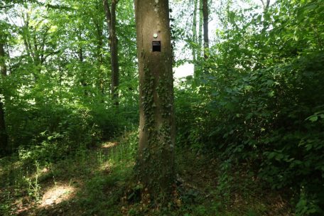 Der Waldfriedhof auf dem Galgenberg. An 34 B&auml;umen k&ouml;nnen hier die Aschen der Verstorbenen verstreut werden.