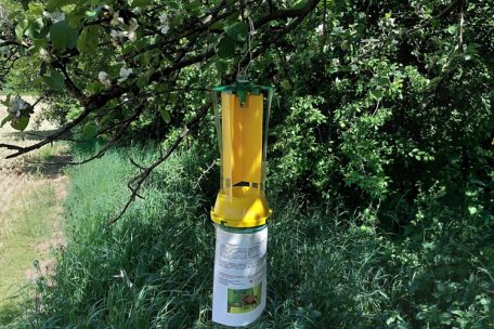 Eine Sch&auml;dlingsfalle des Pflanzenschutzdienstes