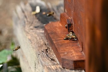 Weltbienentag / „Die Natur einfach mal gewähren lassen“: Fünf Tipps für eine bienenfreundliche Umgebung