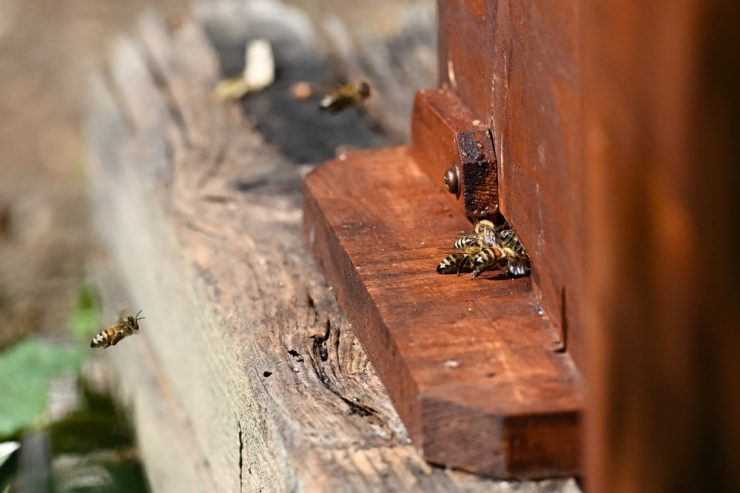 Weltbienentag / „Die Natur einfach mal gewähren lassen“: Fünf Tipps für eine bienenfreundliche Umgebung