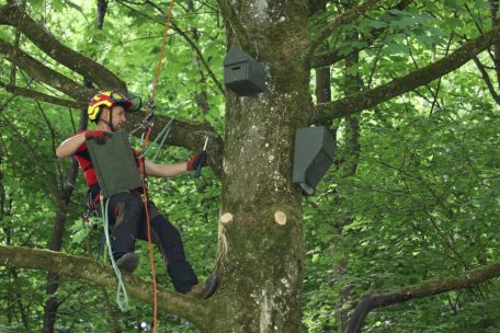 Befort / Sommerquartiere für Fledermäuse