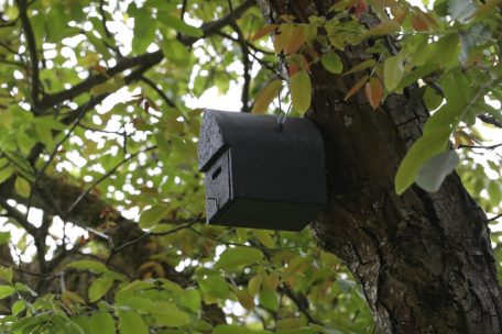 Bis zu 15 Tiere könnten diesen Kasten später bevölkern