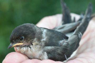 Schlechte Hilfe / Babyvögel nicht vom Boden auflesen