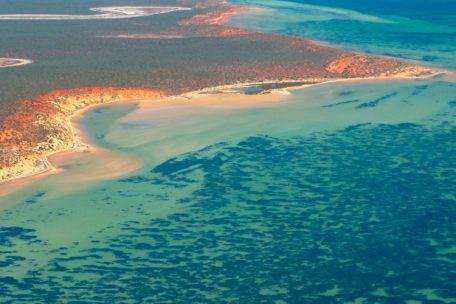 Der Blick von oben zeigt die gigantischen Ausmaße der Pflanze vor Australiens Westküste