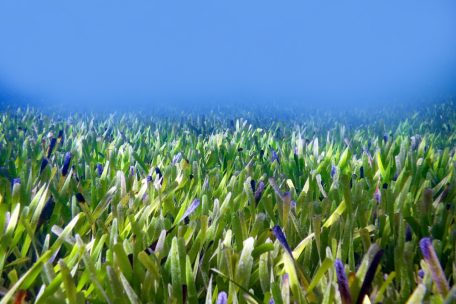 Vor der Küste Westaustraliens / Wissenschaftler entdecken vermutlich „größte Pflanze der Erde“