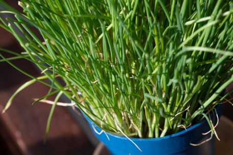 Ratgeber Garten / Stickstoff erwünscht: Schnittlauch liebt es nährstoffreich