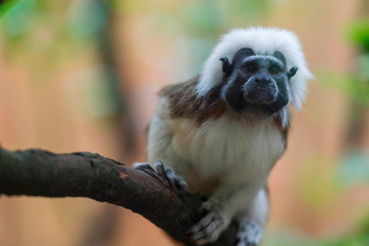 Ausflugsziel / Man spricht Deutsch: Zoo von Amnéville stellt sich mehr auf Besucher aus der Großregion ein