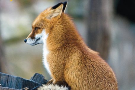 F&uuml;r Interessierte gibt es bei der Naturverwaltung eine Brosch&uuml;re &uuml;ber F&uuml;chse