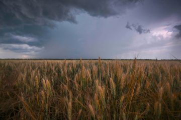 Ukraine-Krieg / Bewegung bei Verhandlungen zu russischer Getreideblockade