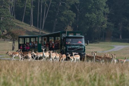 Ein Safari-Bus bringt die Besucher zu den Tieren. Manche Gehege lassen sich jedoch nur zu Fuß erkunden.