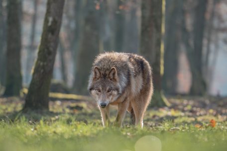 Europäischer Grauwolf im Wildtierpark