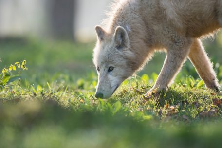 Der Polarwolf jagt vorwiegend geschwächte und erkrankte Tiere 