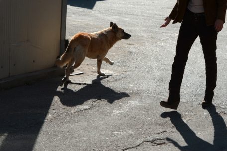 Phobie und Parasiten / Distanz zu streunenden Hunden wahren