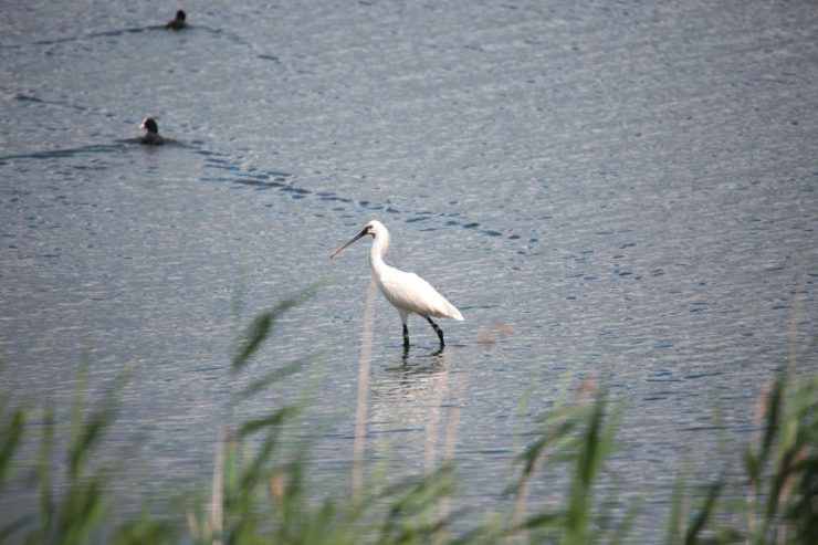 Urlaub an der belgischen Küste / Sophiapolder: das Paradies für Vogelfreunde