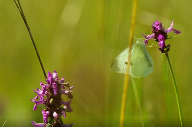 Schutzgebiete „Lamert“ und „Aarnescht“ / Wandern durch einen mediterranen Garten und den Reich von Luxemburgs Orchideen