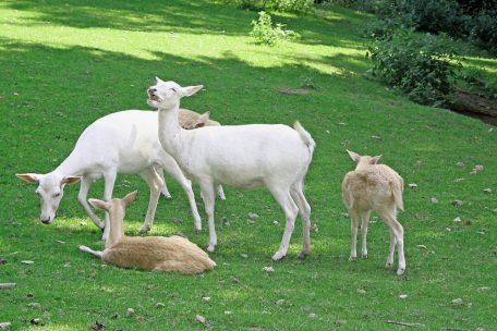 Spannende Begegnungen mit mehr als 200 frei lebenden Wildtieren