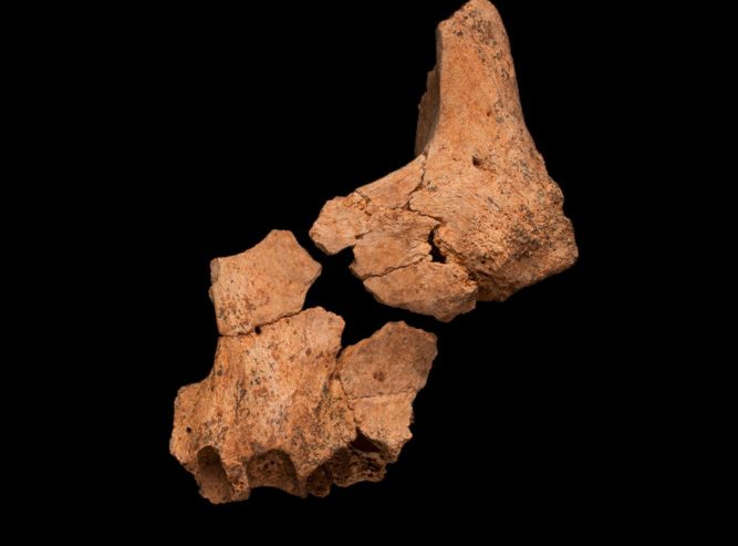 Erstaunlicher Fund / In Spanien wurde der vielleicht älteste jemals in Europa gefundene menschliche Knochen entdeckt