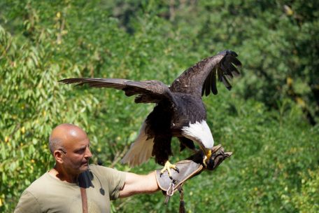 Greifvogelpark Saarburg / Die Geier warten schon!