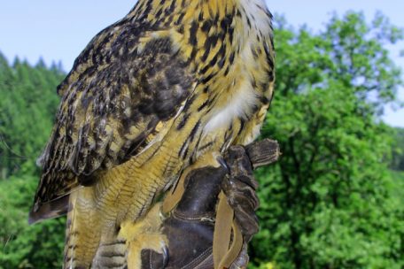 Im Greifvogelpark Saarburg leben 28 Greifvögel, darunter auch Lotte, ein Europäischer Uhu