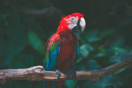 Deutschland / Höflicher Papagei treibt Einbrecher in die Flucht