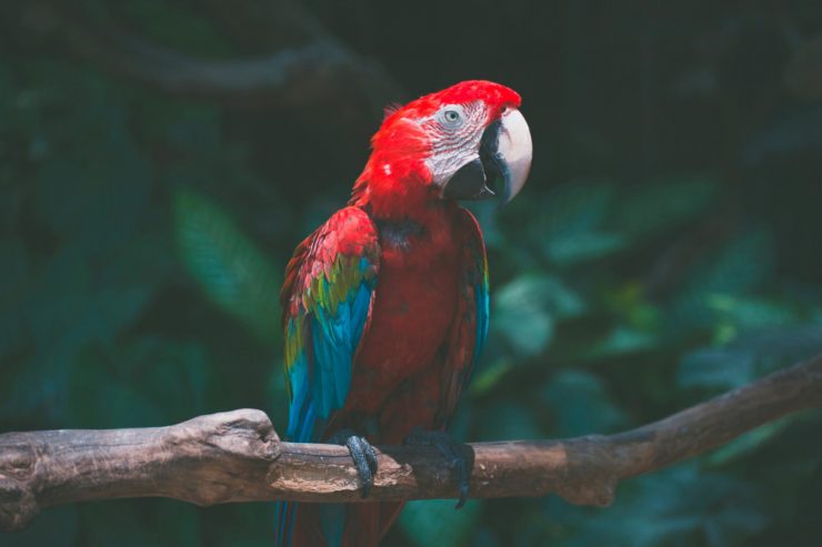 Deutschland / Höflicher Papagei treibt Einbrecher in die Flucht