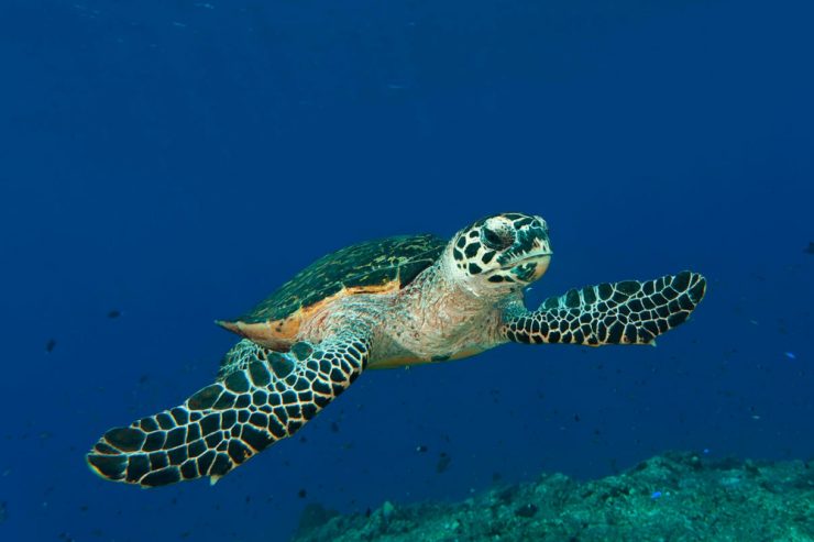 Schülerserie / Die Karettschildkröte im Porträt