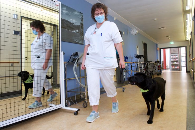 Gesundheit / Unterstützung auf vier Pfoten: Wie eine Hündin im Wiltzer Spital bei der Krankenversorgung hilft 