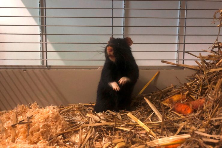 Studie / Offenbar sind mehr Arten vom Aussterben bedroht als bisher angenommen