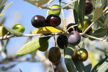 Wissenswertes rund um das Olivenöl / Das grüne Gold des Mittelmeeres