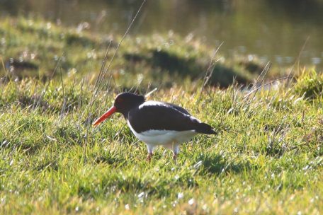 Ein Austernfischer mit seinem typischen roten, langen Schnabel&nbsp;